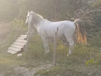 Cheval, Azerbaijan horse — photo 4