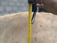 Krava, Simmental cattle — foto 2