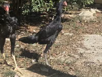 Chickens — Foto 3