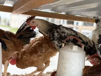 Chickens — 1-rasm