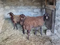 Qoʻy, Blackheaded Persian sheep — 2-rasm