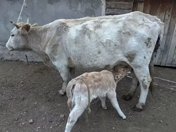 Krava, Swiss cattle