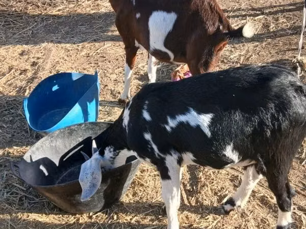 Echki, Beetal goats