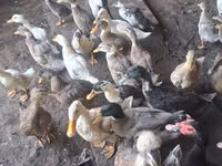 Ducks — foto 2
