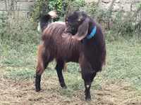 Keçi, Damask goat — foto 3