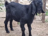 Keçi, Anatolian Black goats — foto 2