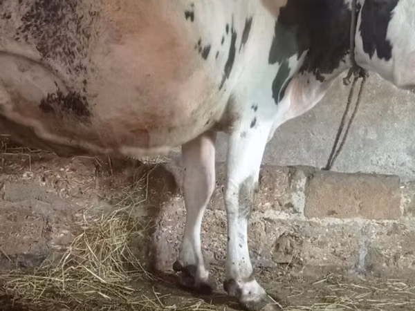 மாடுகள் (தொகுதி, பாலினம் குறிப்பிடப்படவில்லை), Russian Black pied cattle