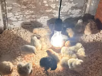 Chickens — foto 2