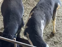 Bélier, Moutons — photo 4