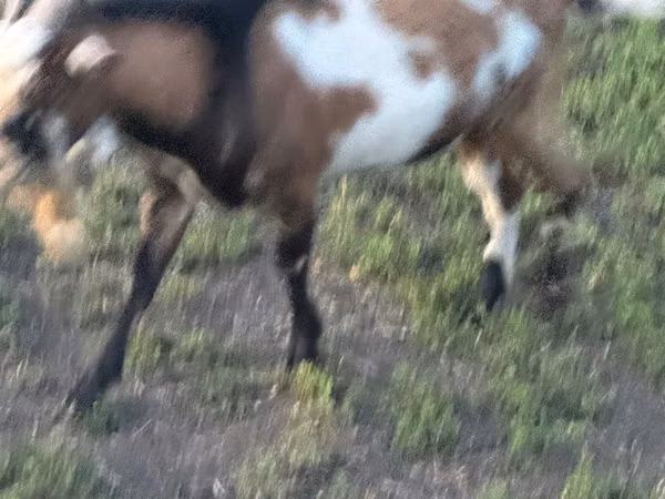 公山羊, Goats