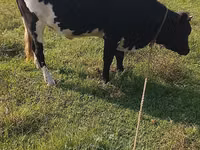 Vaca, Raza Holstein — foto 4
