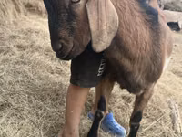 Boucs, Alpine goat — photo 2