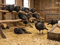 Turkeys — foto 2