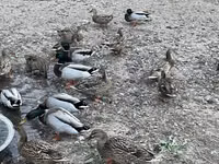 Ducks — Foto 2