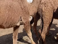 Dəvələr (partiya, cinsi göstərilməyib), Kazakh Bactrian camel — foto 2