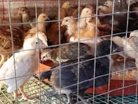 Chickens — Foto 1