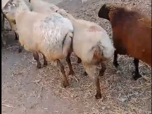 ვერძი, ცხვრები