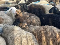 Brebis, Moutons — photo 1