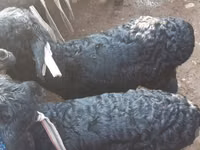 Koç, Hissar sheep — foto 8