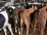 Býk, Simmental cattle — foto 1