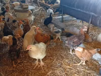 Chickens — الصورة 2