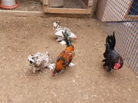 Brahma — foto 6