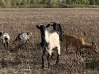 თხა, Alpine goat — ფოტო 2