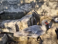 Ducks — Foto 5