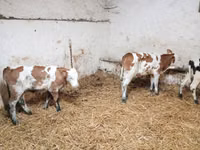 牛只（批次，未指定性别）, Simmental cattle — 照片 2