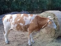 Сиыр, Simmental cattle — 6-сурет