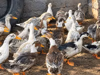 Ducks — zdjęcie 3