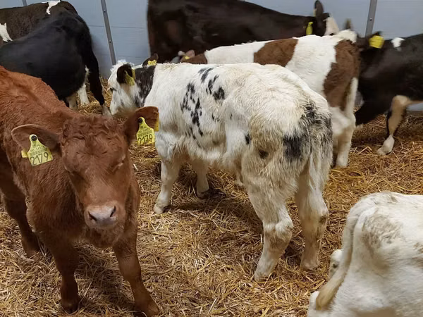 Skot (série, pohlaví neuvedeno), Simmental cattle