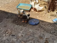 Ducks — Foto 1