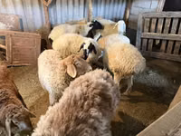 Sheep, Sheep — photo 2