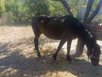 Égua, Kyrgyz Horse — foto 1