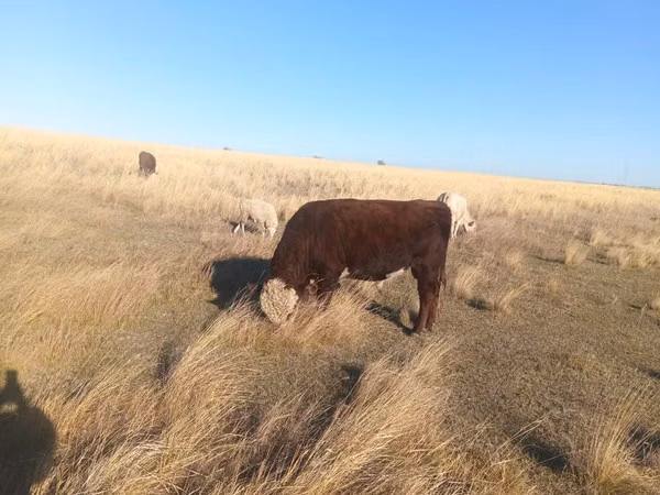ხარი, Swiss cattle