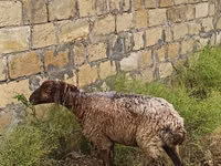 Schaf, Schafe — Foto 4