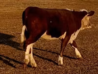 Buqa, Swiss cattle — 8-rasm