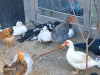 Chickens — 写真 7