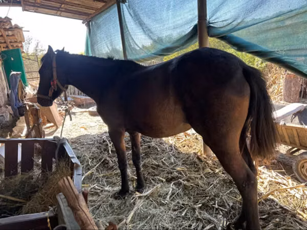 Jument, Chevaux