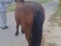 母马, Horses — 照片 4