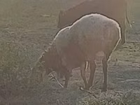 Widder, Rhon sheep — Foto 4