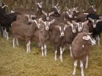 Dişi keçi, Toggenburg goat — foto 3