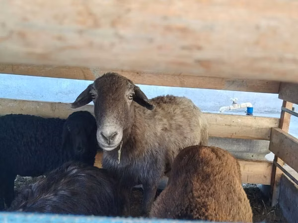 Owca, Arabi sheep