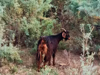 თხა, თხები — ფოტო 1