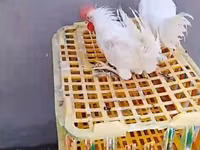Chickens — Foto 1