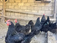 Australorp — foto 6