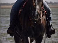 雄馬, Quarter Horse — 写真 6