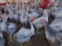 Chickens — zdjęcie 1