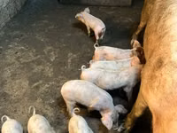 Porca, Porcos — foto 1